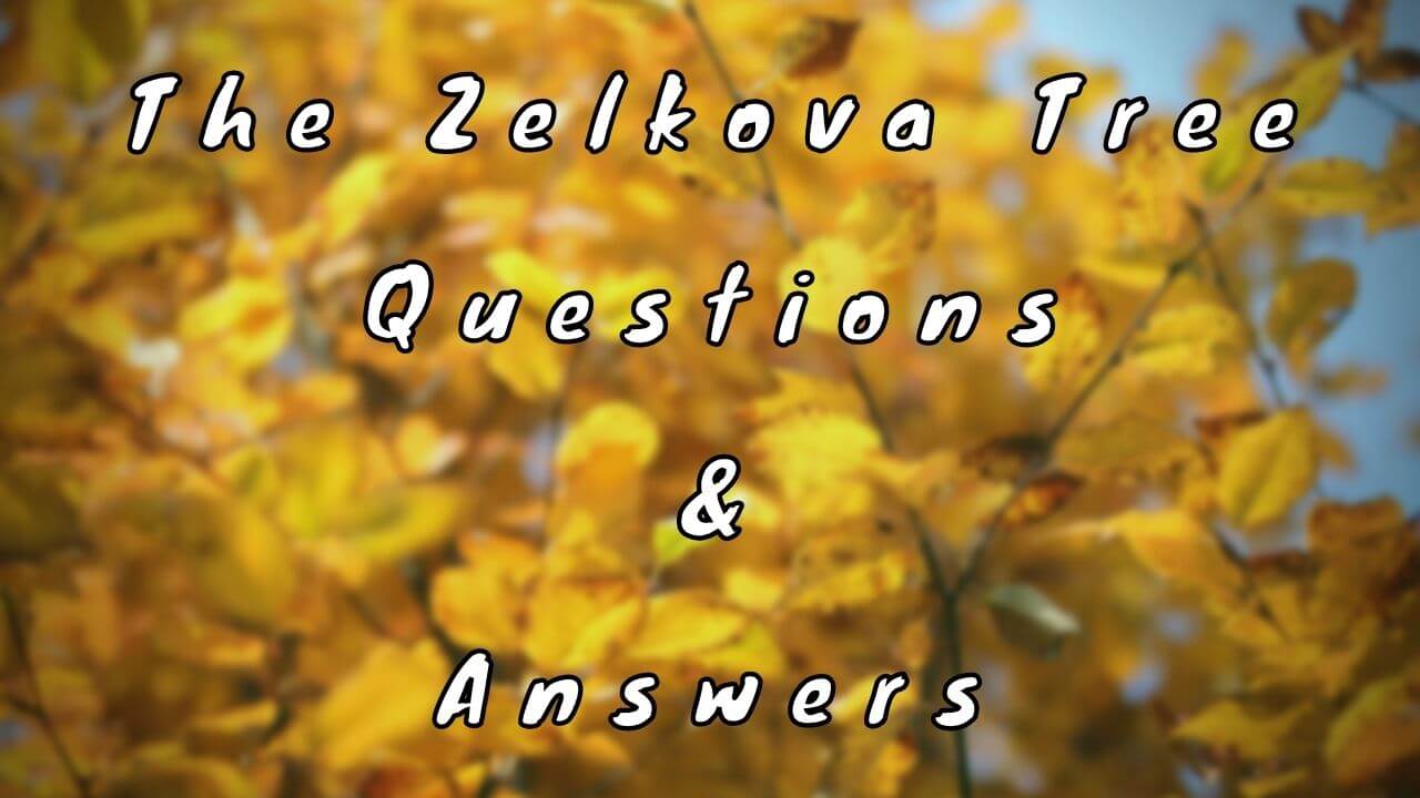 The Zelkova Tree Questions & Answers
