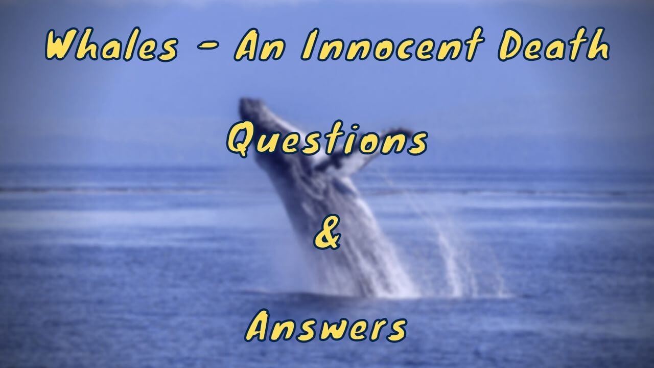 Whales - An Innocent Death Questions & Answers