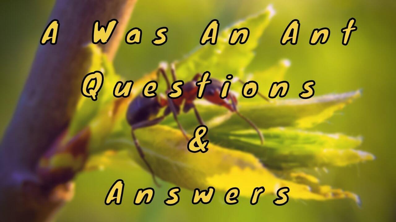 A Was An Ant Questions & Answers