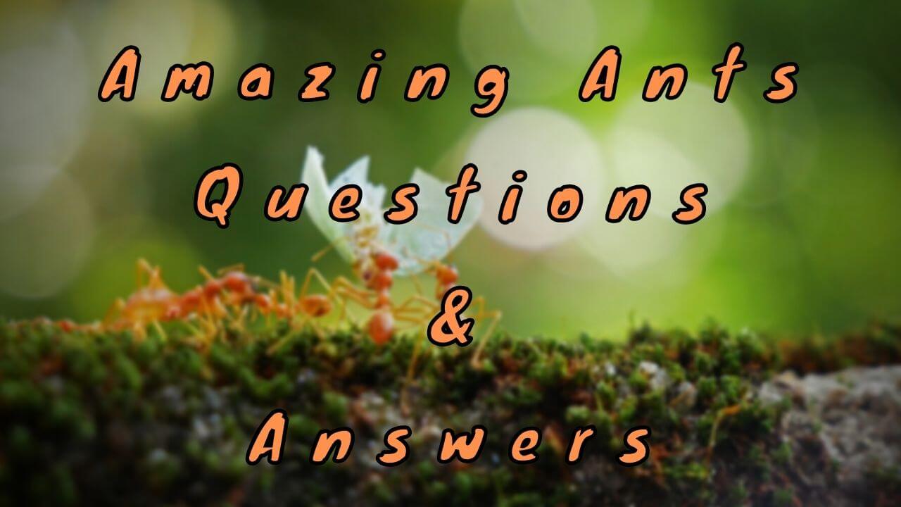 Amazing Ants Questions & Answers