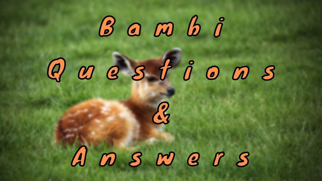 Bambi Questions & Answers