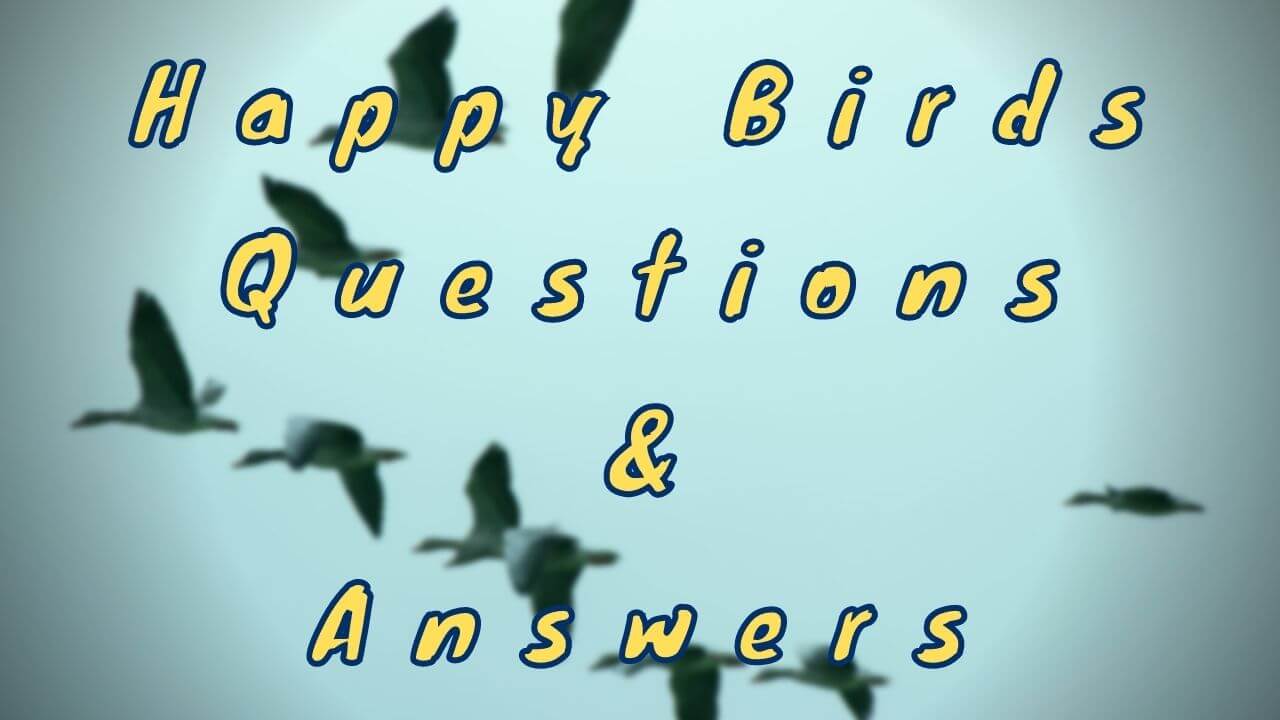 Happy Birds Questions & Answers