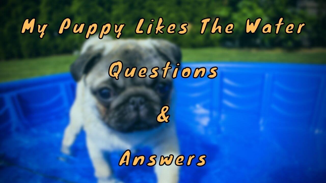 My Puppy Likes The Water Questions & Answers