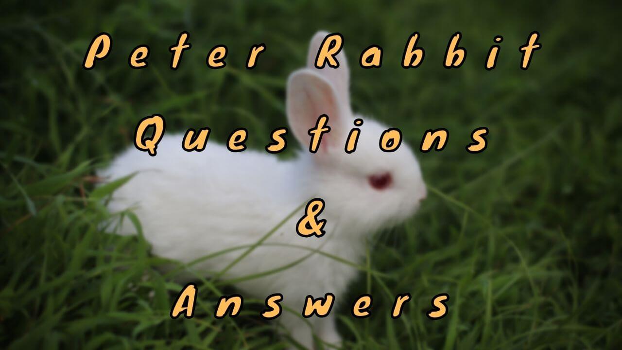 Peter Rabbit Questions & Answers