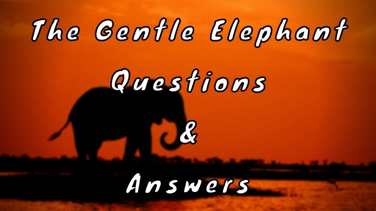 The Gentle Elephant Questions & Answers