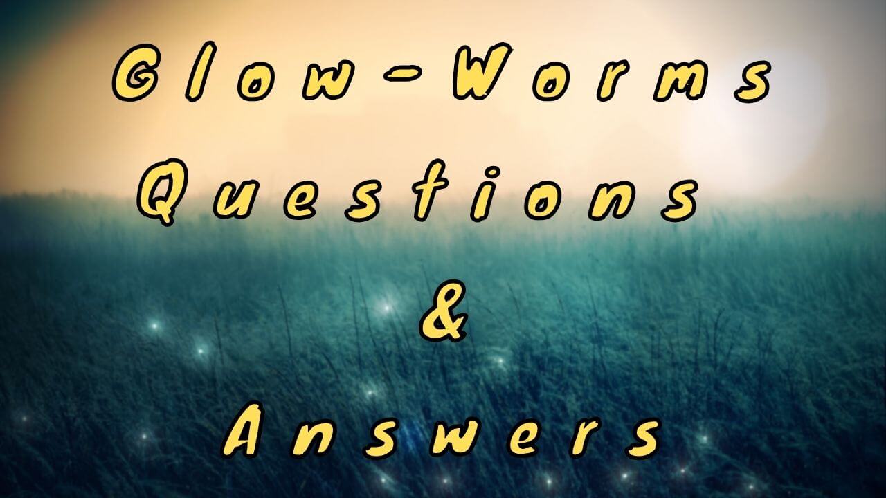Glow-Worms Questions & Answers