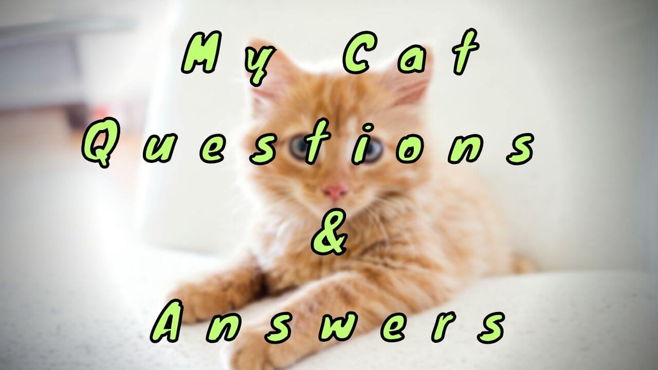 My Cat Questions & Answers