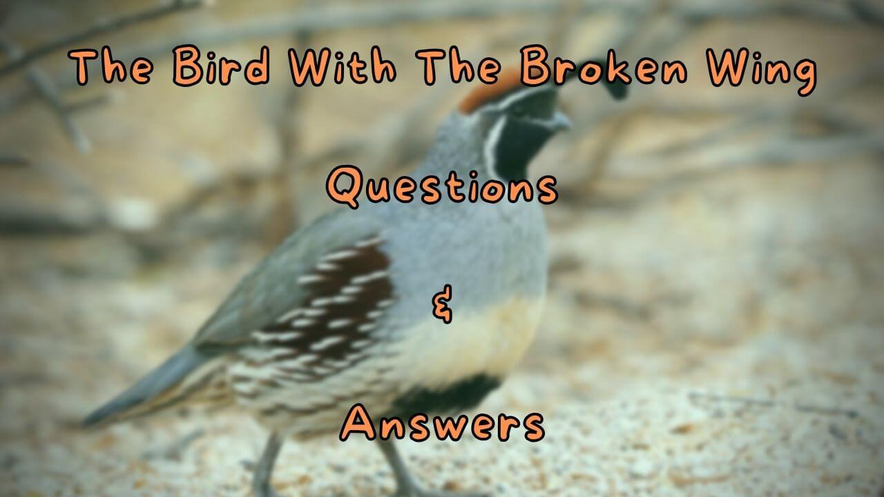 The Bird With The Broken Wing Questions & Answers