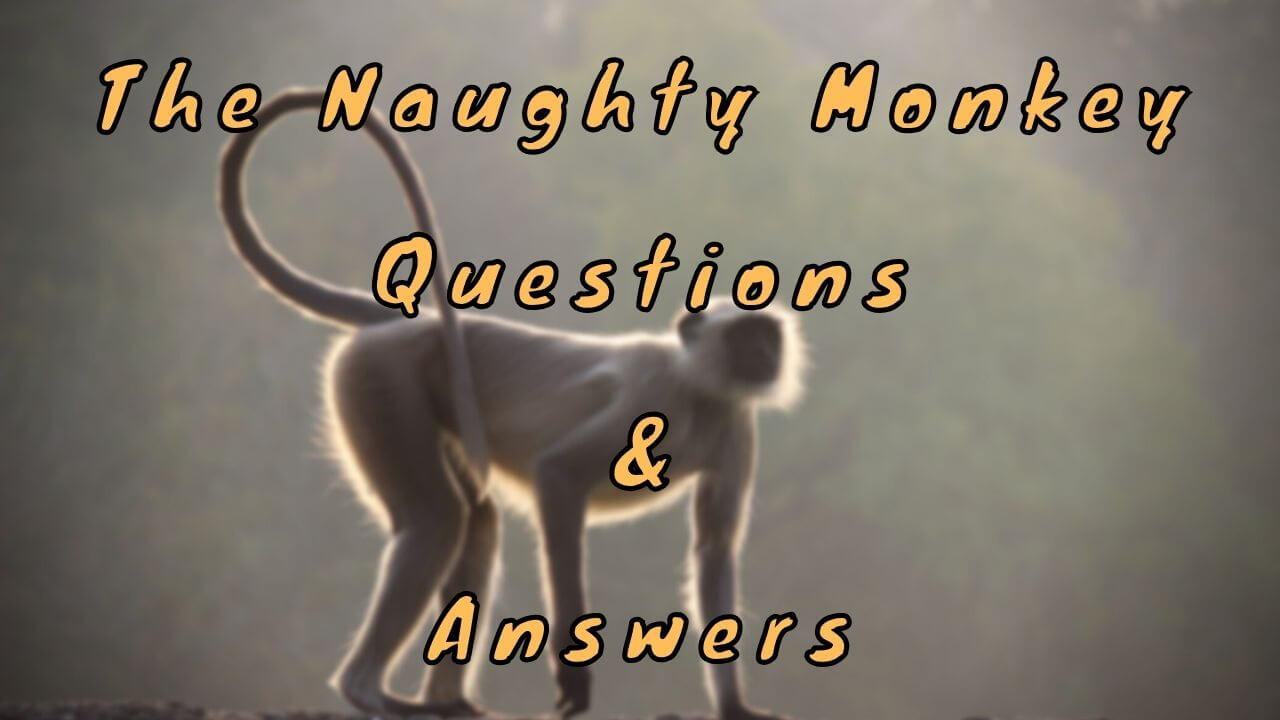 The Naughty Monkey Questions & Answers