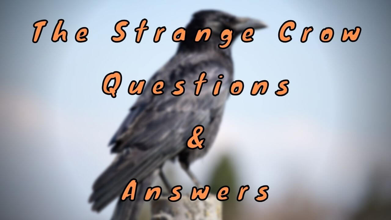 The Strange Crow Questions & Answers