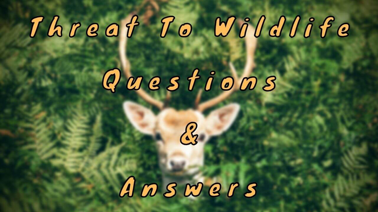 Threat to Wildlife Questions & Answers