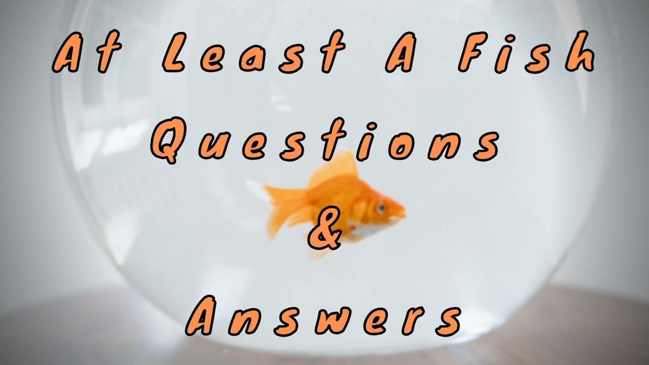 At Least A Fish Questions & Answers