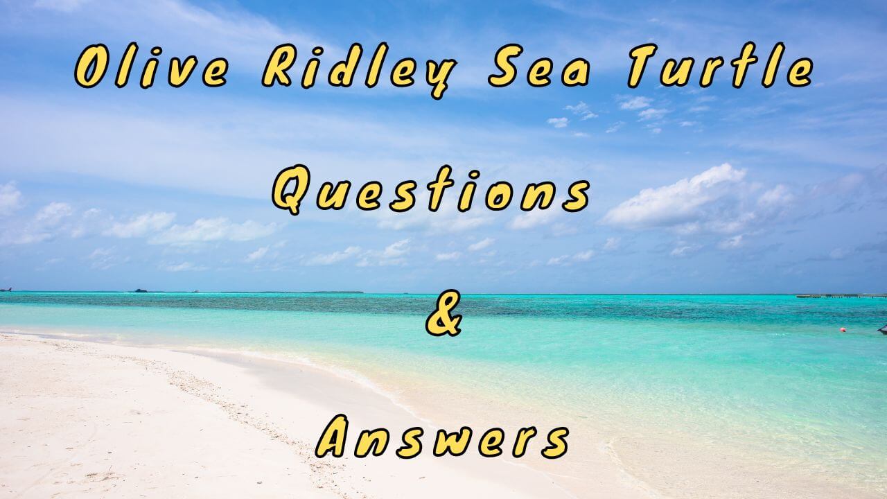 Olive Ridley Sea Turtle Questions & Answers