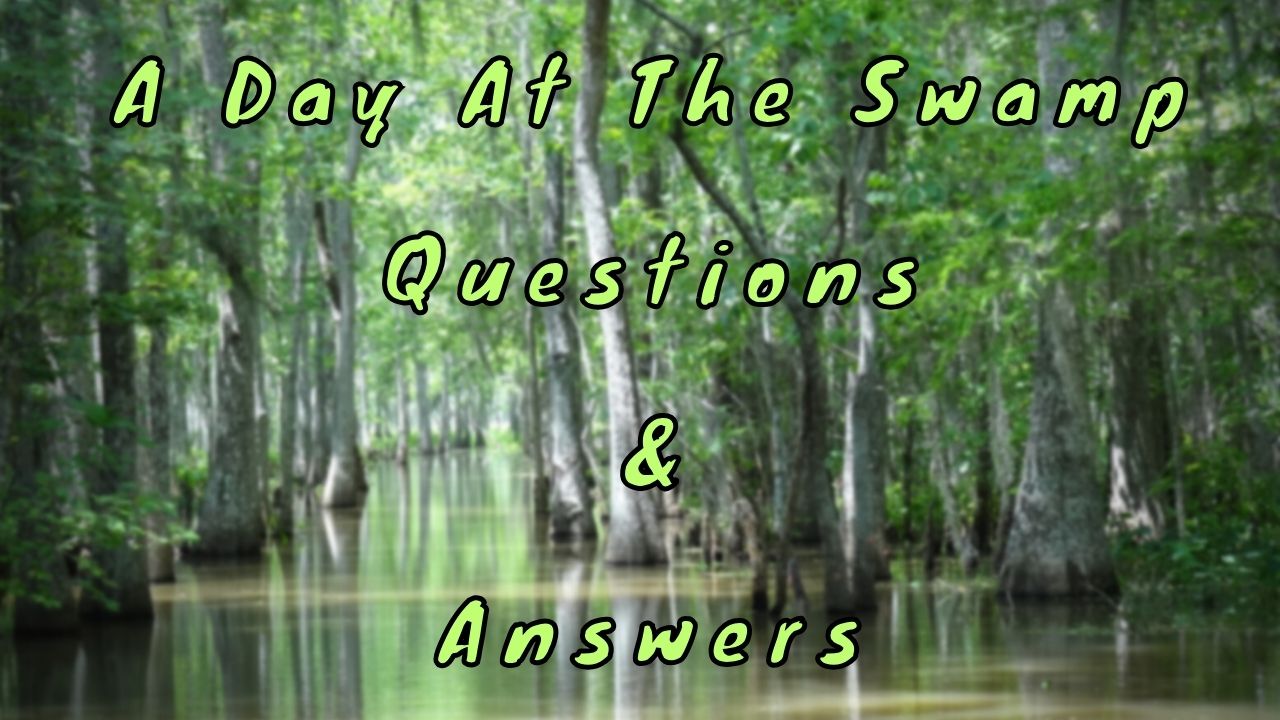 A Day At The Swamp Questions & Answers