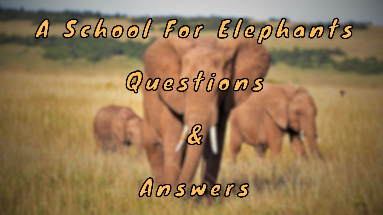 A School For Elephants Questions & Answers