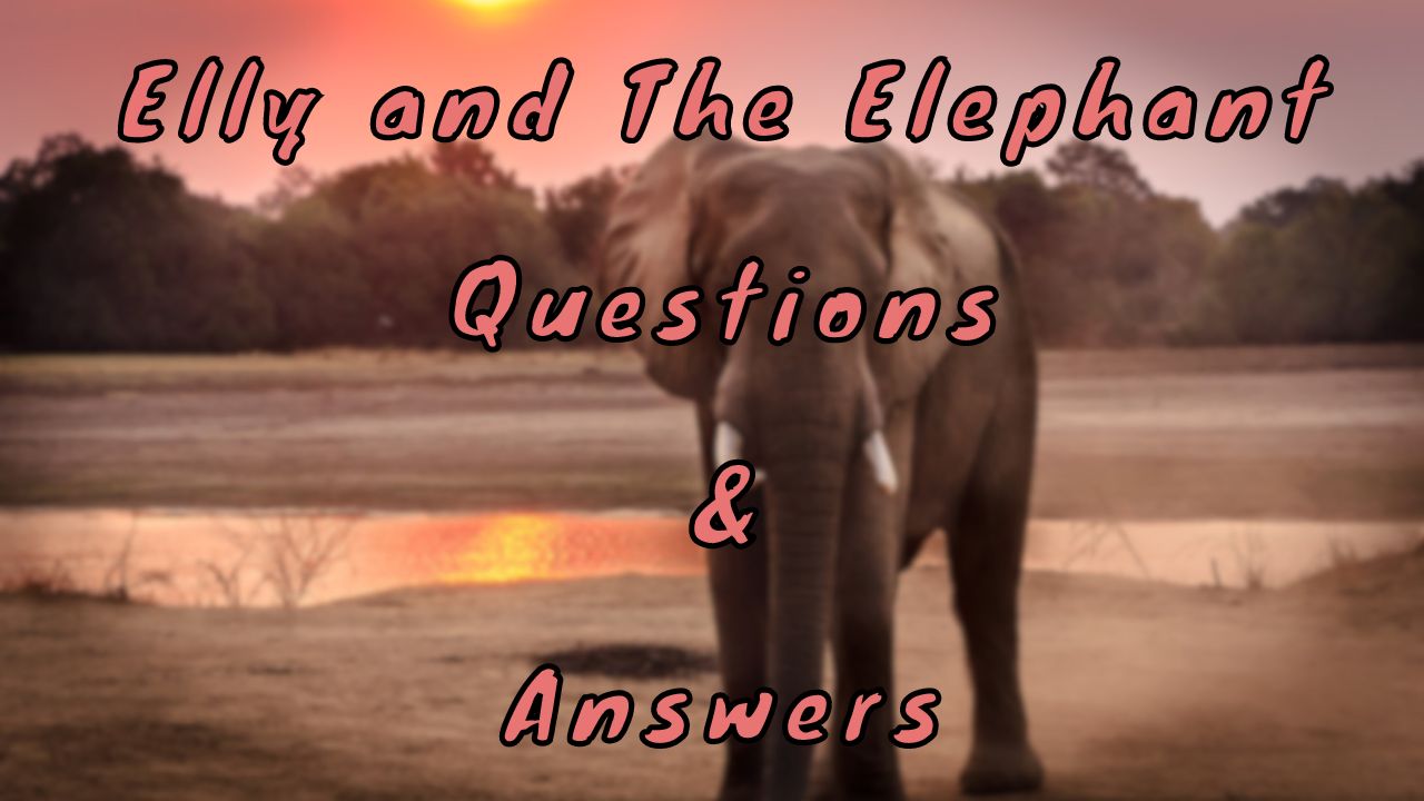 Elly and The Elephant Questions & Answers