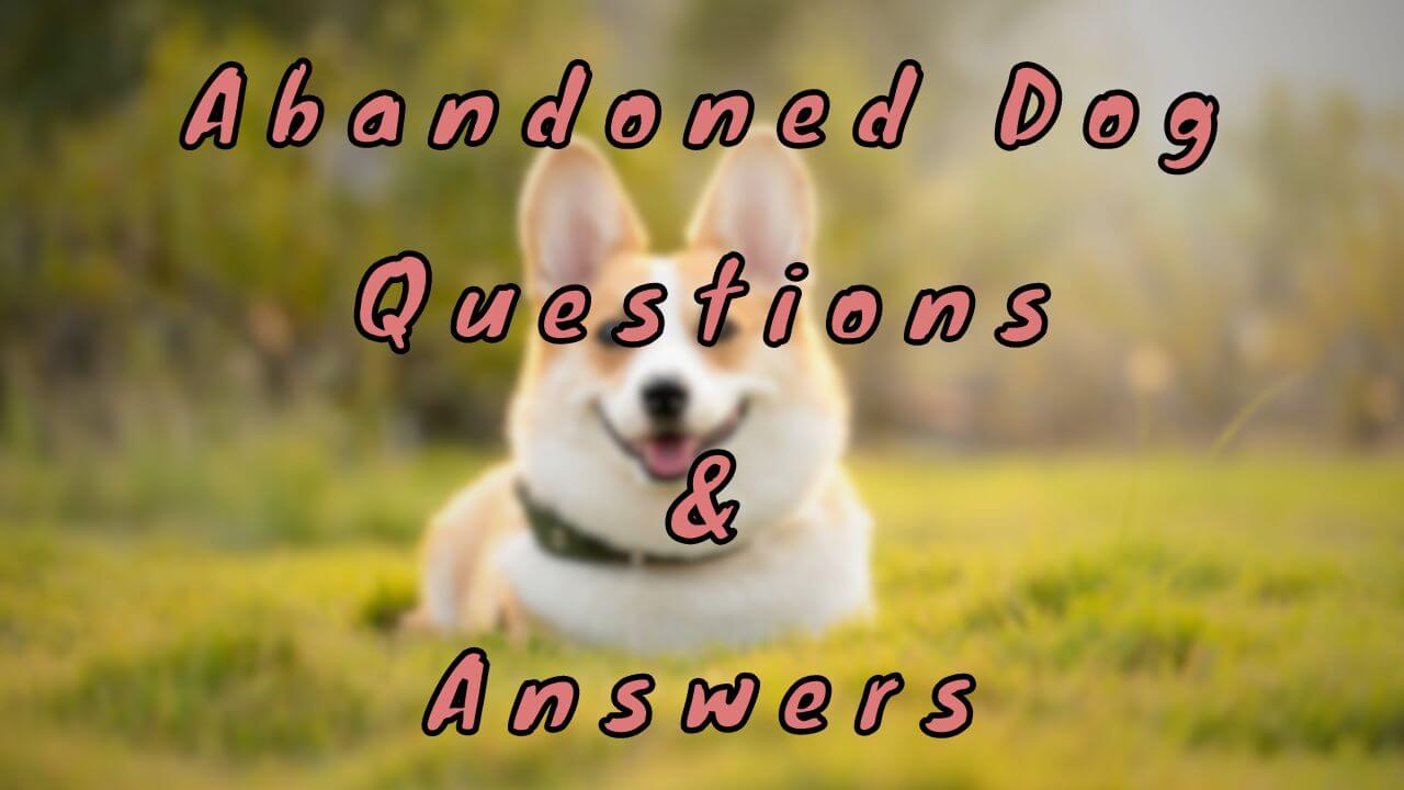 Abandoned Dog Questions & Answers