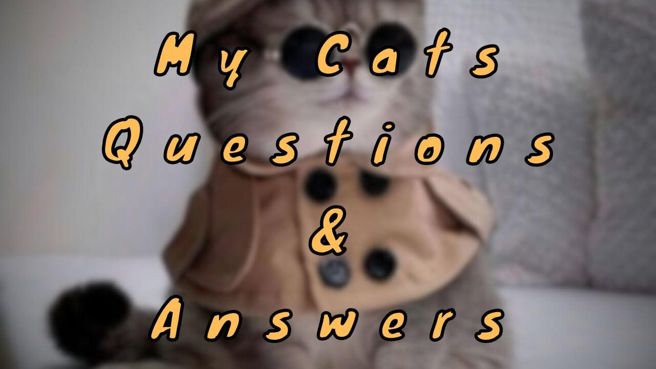 My Cats Questions & Answers