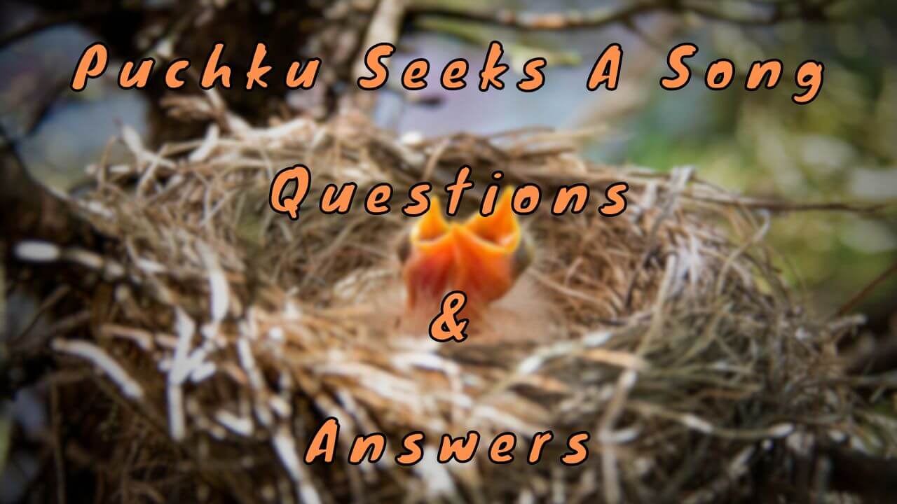 Puchku Seeks A Song Questions & Answers
