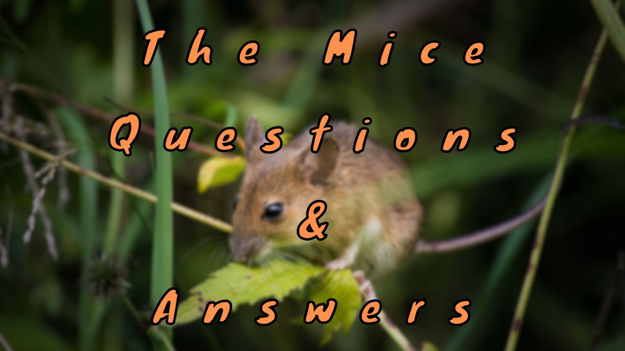 The Mice Questions & Answers