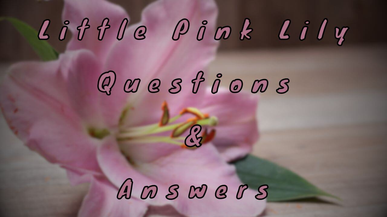 Little Pink Lily Questions & Answers
