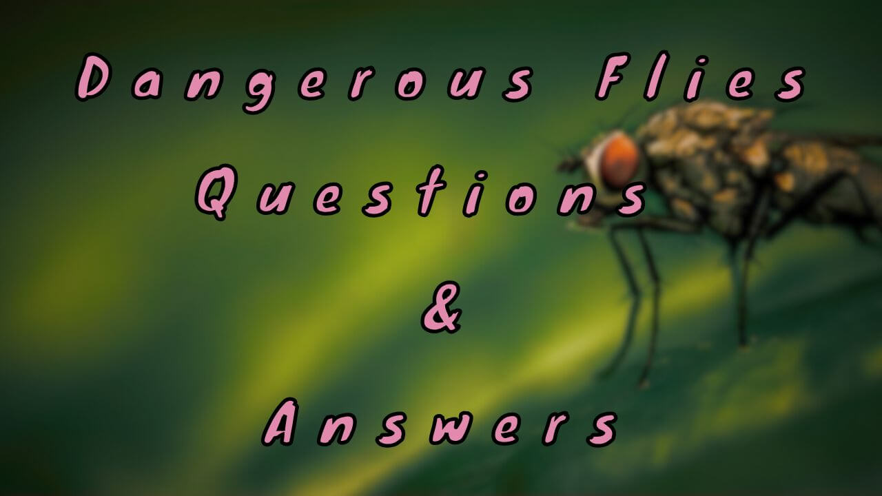 Dangerous Flies Questions & Answers