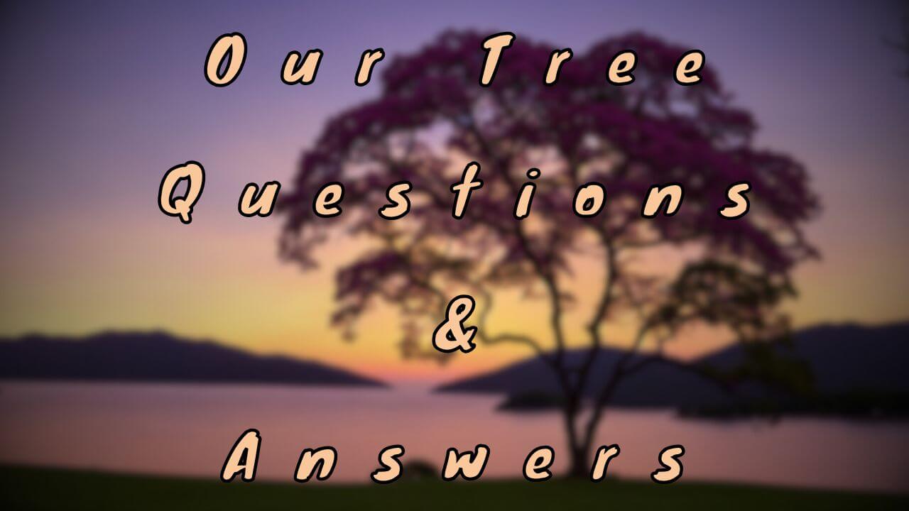 Our Tree Questions & Answers