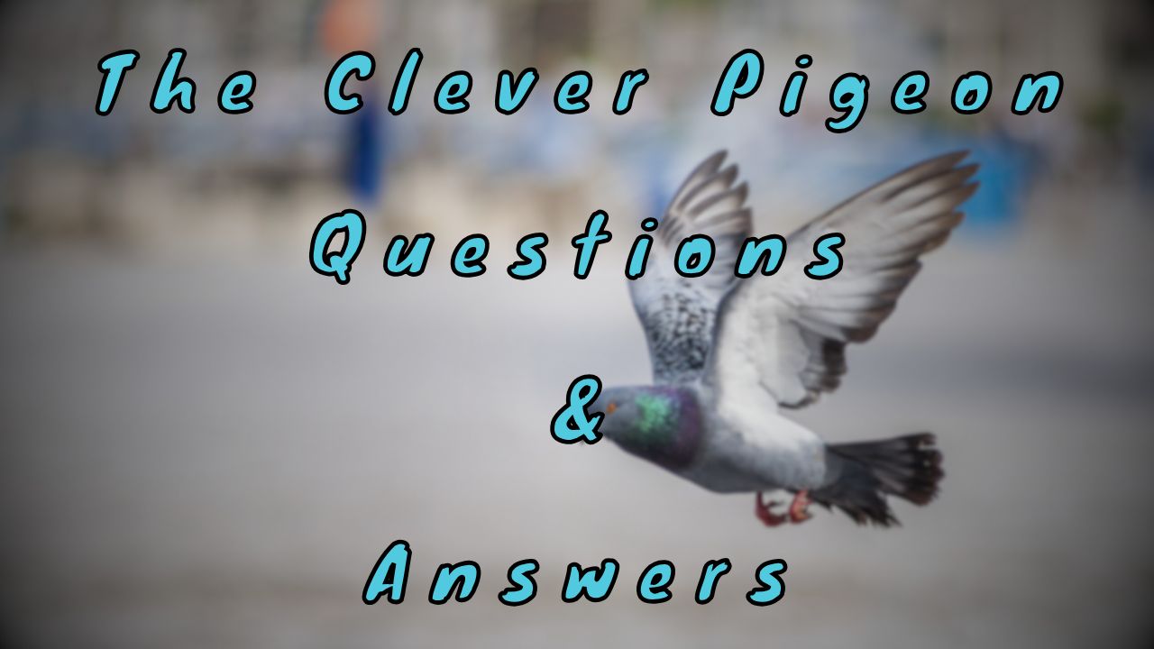 The Clever Pigeon Questions & Answers