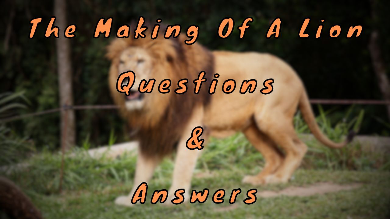 The Making Of A Lion Questions & Answers