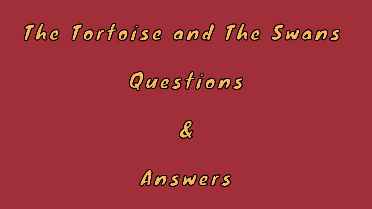 The Tortoise and The Swans Questions & Answers